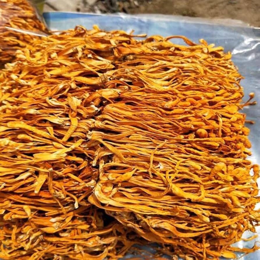 100GR ĐÔNG TRÙNG HẠ THẢO