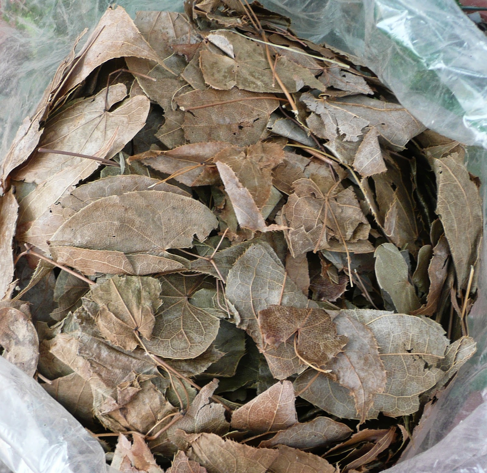 100GR LÁ DÂM DƯƠNG HOẮC
