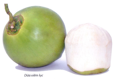 DỪa loại 1