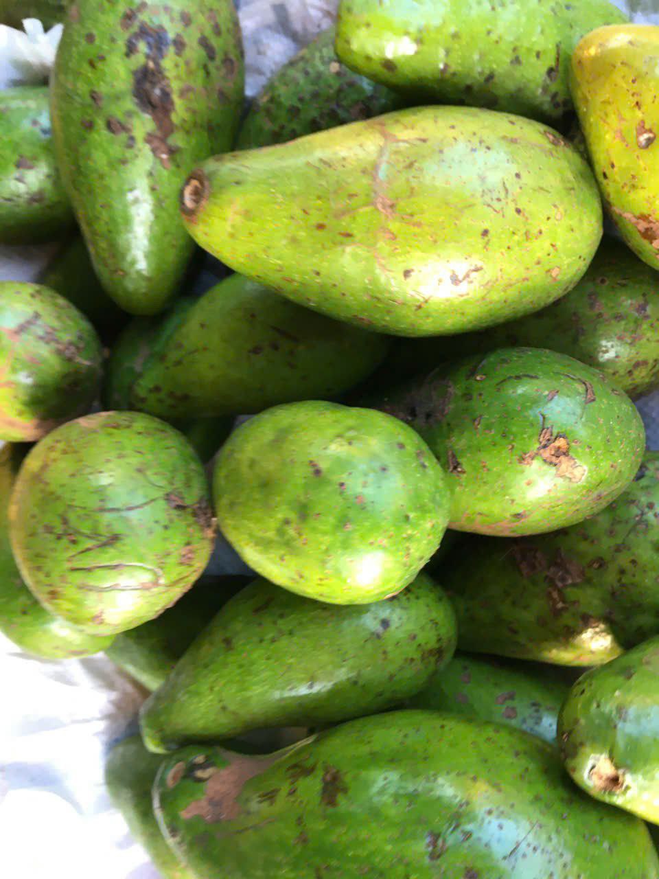 Quả bơ